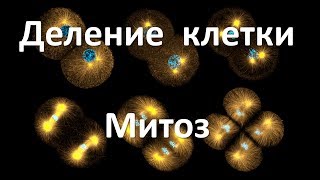 9. Митоз (9 или 10-11 класс) - биология, подготовка к ЕГЭ и ОГЭ 2018