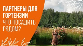 ПАРТНЕРЫ ДЛЯ ГОРТЕНЗИИ | ЧТО ПОСАДИТЬ  РЯДОМ С ГОРТЕНЗИЕЙ?