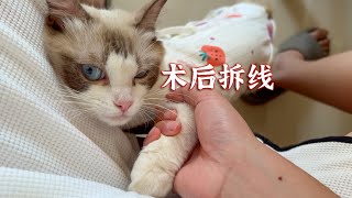 我决定，再忙也要抱一抱小猫咪