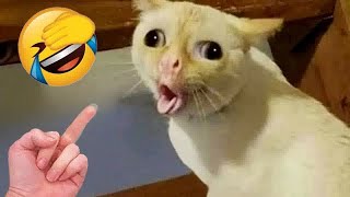 Funny Dog And Cat Videos 🤣❤️ Funniest Animals 2024 🤣😅