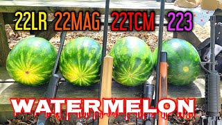 Watermelon VS .22LR .22MAGNUM .22TCM & .223 Remington