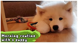 Morning Routine With A Puppy!| Samoyed Puppy