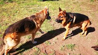 13 March 2024 Zoomies with Huey and Kirby