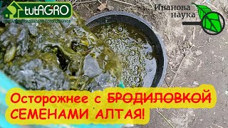 КРАСНЫМ СТЕРЖНЕМ. Осторожно с советами канала СЕМЕНА АЛТАЯ! Не все то БРОДИЛОВКА, что ВОНИТ!