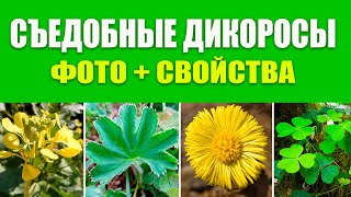 Съедобные Дикоросы Фото, свойства, какие части пригодны в пищу. Дикорастущие Съедобные Растения