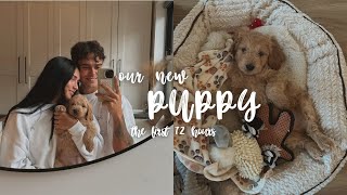 The first 72 hours with our new puppy... 🐾