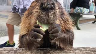 ムム キャベツの芯は好きじゃないムム　American Beaver MUMU Cabbage Beaver Cabbage