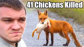 Hunting Down the Fox that Killed All My Chickens