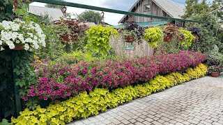 Мой цветущий двор 2024!🌼Красота своими руками!🦋🌺 //My garden! Beauty with your hands!